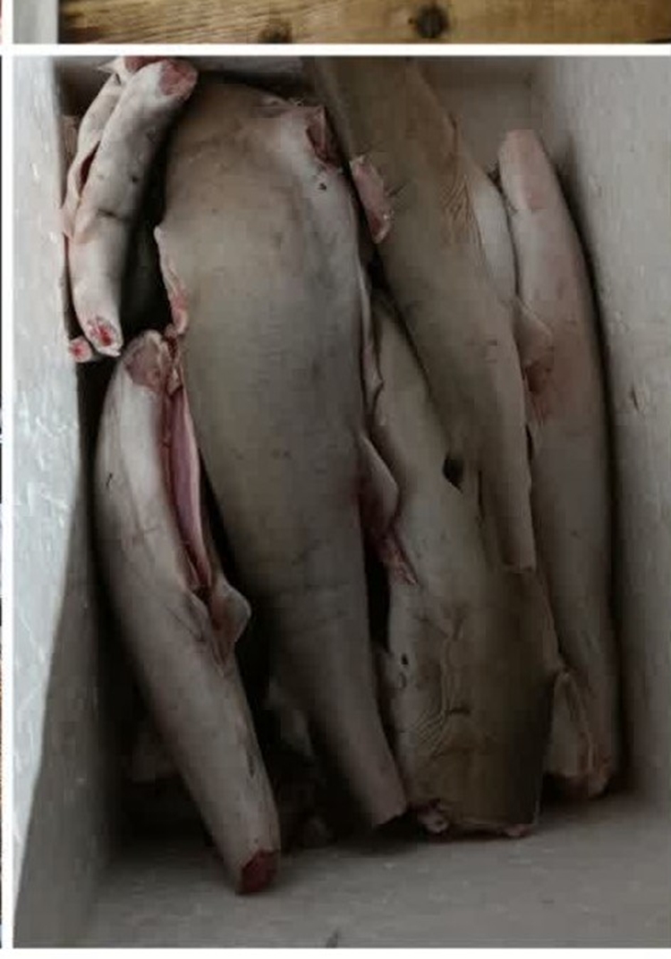 توقیف محموله گوشت کوسه ماهی توسط کارشناسان نظارت دامپزشکی شهرستان شیروان